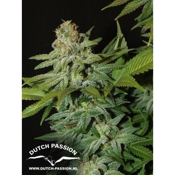 Mazar-Pflanze im Blüte-Stadium mit kompakten Buds, dichten Blättern und sichtbarer Harzschicht unter Kunstlicht.