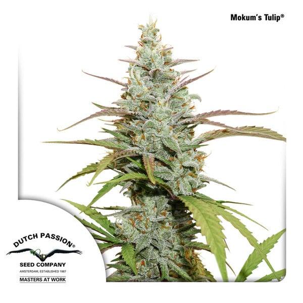 Nahaufnahme einer kompakten, harzigen Mokum's Tulip Cannabispflanze mit violetten Spitzen und gezuckerten Blüten.