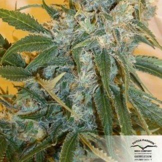 Strawberry Cough Pflanze in der Blütephase mit vielen Trichomen unter Kunstlicht.