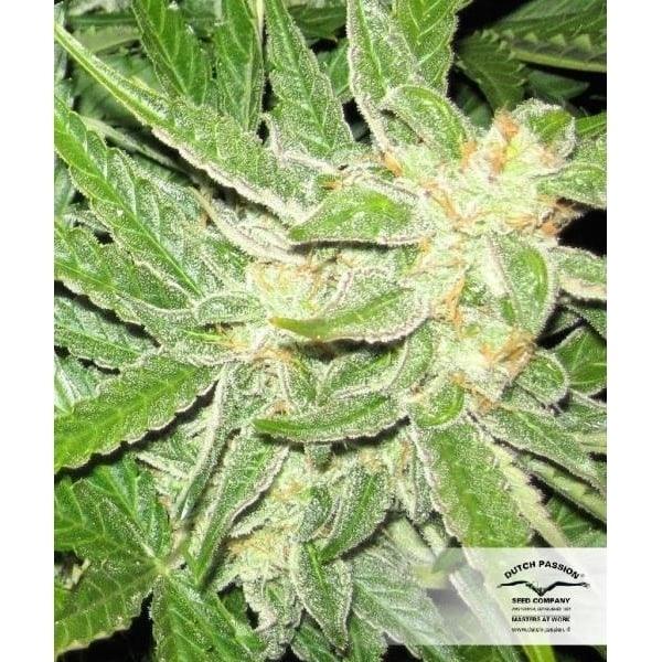 Nahaufnahme der Auto Think Different Blüte mit vielen Trichomen und orangefarbenen Härchen