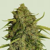 F1 Hybrid Cannabissamen von MySeeds mit einer dichten, qualitativ hochwertigen Blüte, perfekt für anspruchsvolle Grower.