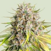 Eine hochwertige Blüte von feminisierten Cannabissamen von MySeeds, die für einen ertragreichen Anbau entwickelt wurden