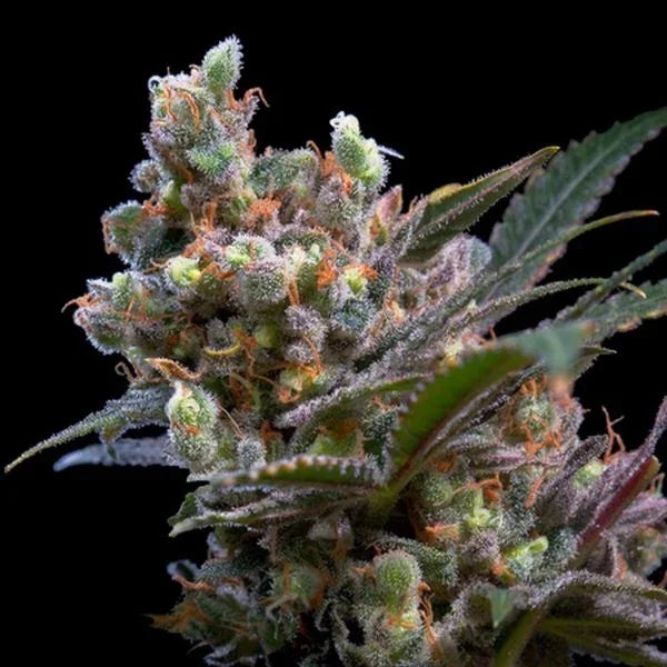 Kritikal Bilbo mit dichten, harzigen Blüten und orangefarbenen Stempeln auf grünen Blättern.