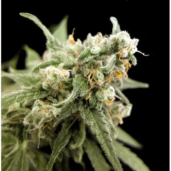 Kritikal Bilbo Blüte mit feinen Trichomen und orangefarbenen Haaren an den Knospen.