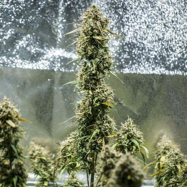 Mehrere Auto Haze Berry Pflanzen mit dichten Buds in einem reflektierenden Indoor-Growzelt kurz vor der Ernte