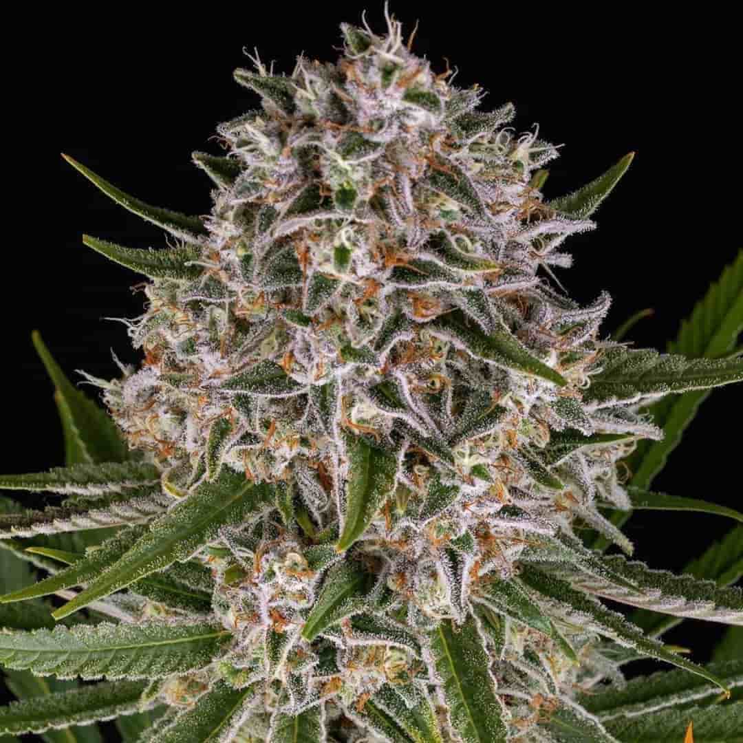 Nahaufnahme einer harzigen Lemon Haze Auto Blüte mit dichten, orangefarbenen Blütenstempeln und Kristallschicht.