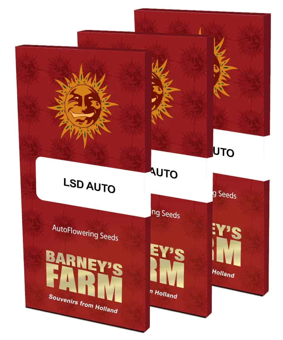 Drei LSD Auto Samenverpackungen von Barney’s Farm mit rotem Design.
