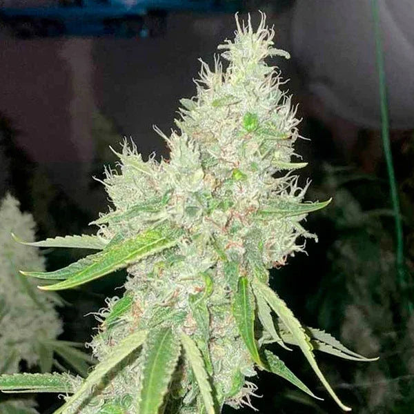 Makroaufnahme einer frostigen Mac N Cheese Blüte mit dichten Trichomen und orangefarbenen Blütenstempeln im Indoor-Grow.