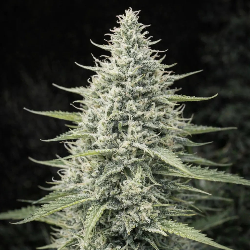 Maroc female seeds Cannabisblüte mit dichtem Budaufbau, vielen weißen Blütenhaaren und detailreichen Zuckerblättern