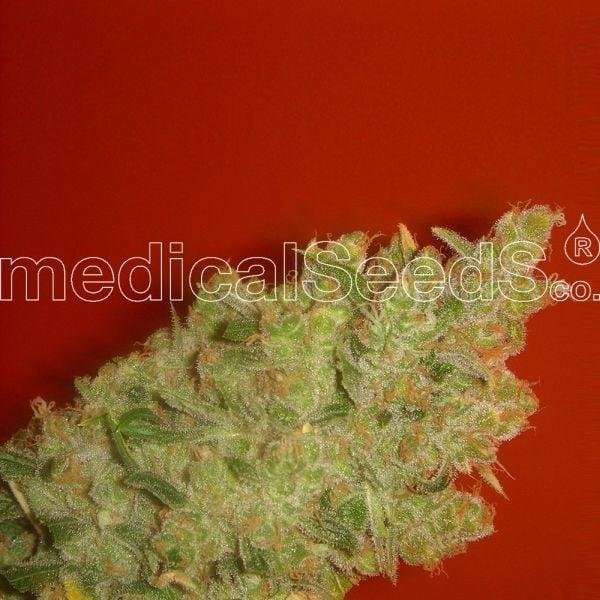 Jack La Mota Cannabissamen von Medical Seeds, bekannt für robuste Pflanzen mit starkem Aroma und hohen Erträgen.