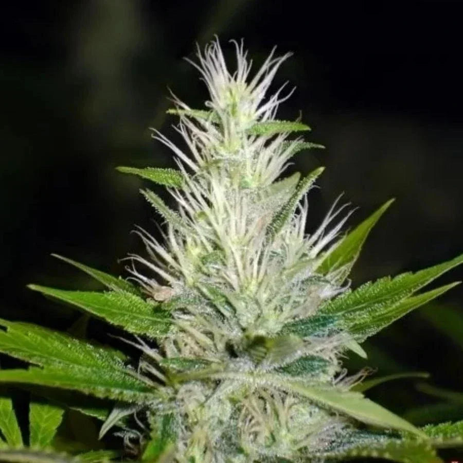 Malakoff Pflanze in der Blütephase mit langen Zuckerblättern und silbernem Überzug aus Trichomen unter Kunstlicht.