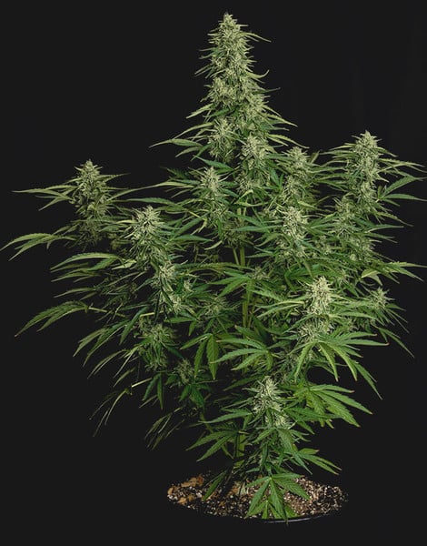 Voll entwickelte Auto Milky Way F1 Pflanze in der Blütephase mit breitem Wuchs und dichten Buds.