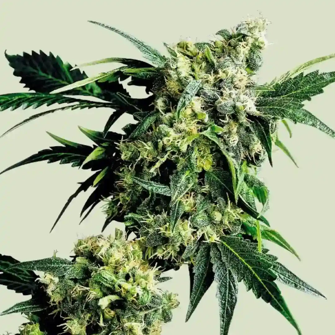 Harzige Blüten der Sorte Mr Nice G13 X Hash Plant mit dichten Buds und kräftig grünen Blättern.