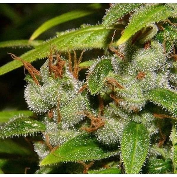 Reife Super Silver Haze Buds mit glitzernden Harzkristallen und rötlich-braunen Stempeln zwischen grünen Blättern.