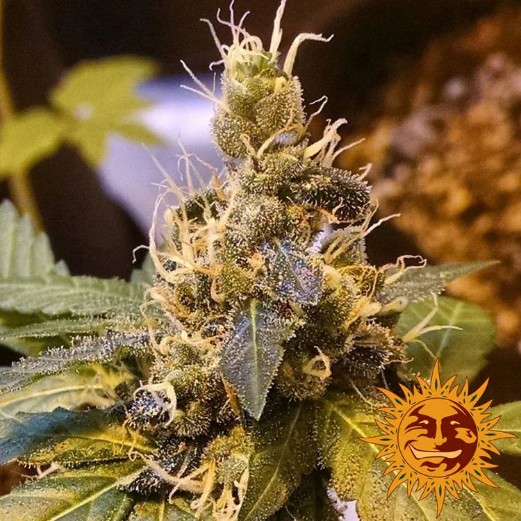 Harzige Buds von Pineapple Express Auto mit intensivem Trichombelag und orangen Stempeln.