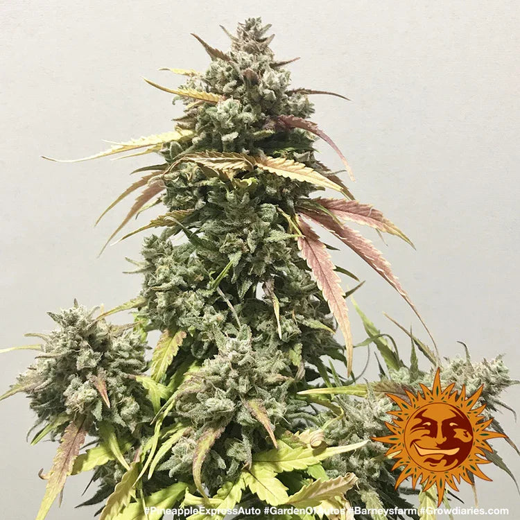 Dichte Hauptblüte von Pineapple Express Auto mit kristallbedeckten Buds und farbigen Zuckerblättern.
