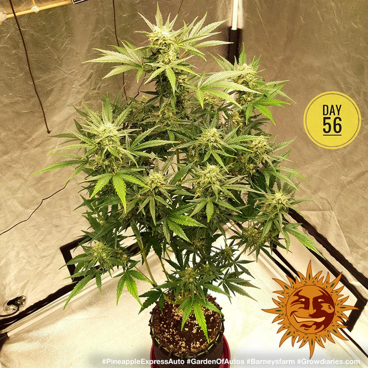 Pineapple Express Auto Pflanze in voller Blüte mit dichten Buds und vitalem Wuchs an Tag 56.