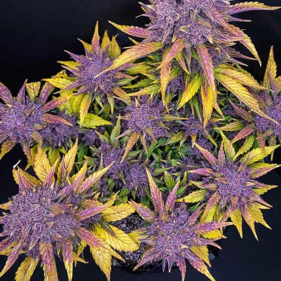 Vogelperspektive einer Purple Lemonade Auto mit mehreren violetten Buds und gelben Blättern kurz vor der Ernte