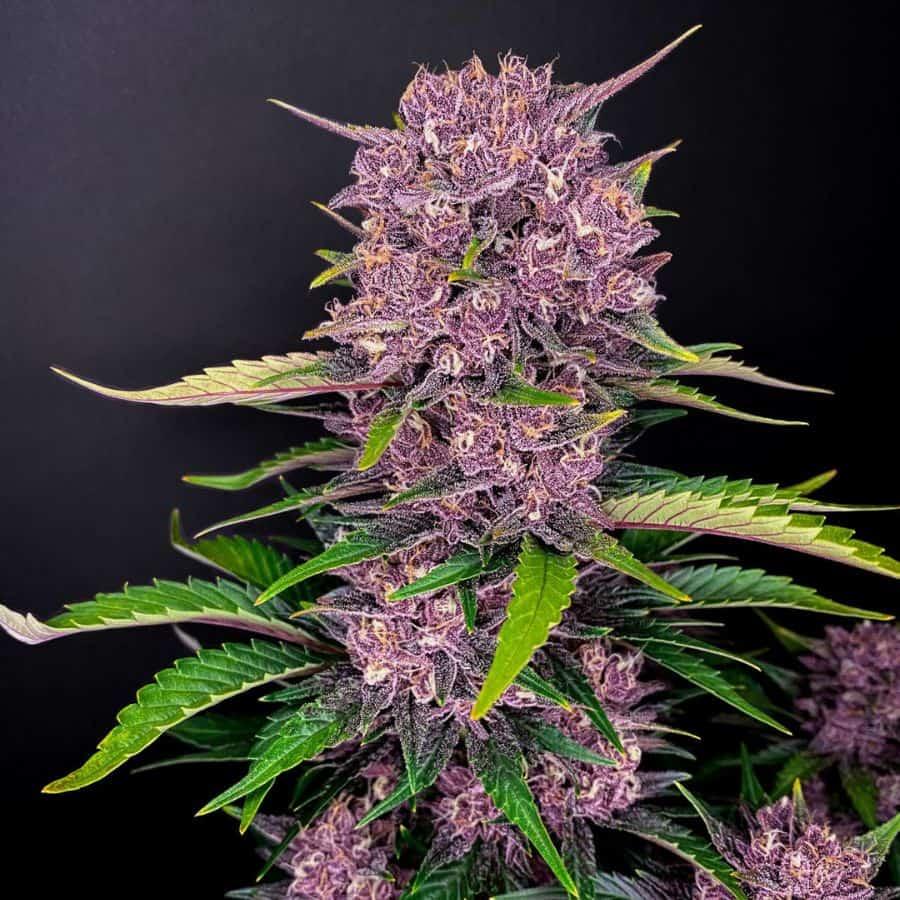 Dicht gefrostete Purple Lemonade Auto Cola in sattem Violett mit orangefarbenen Härchen