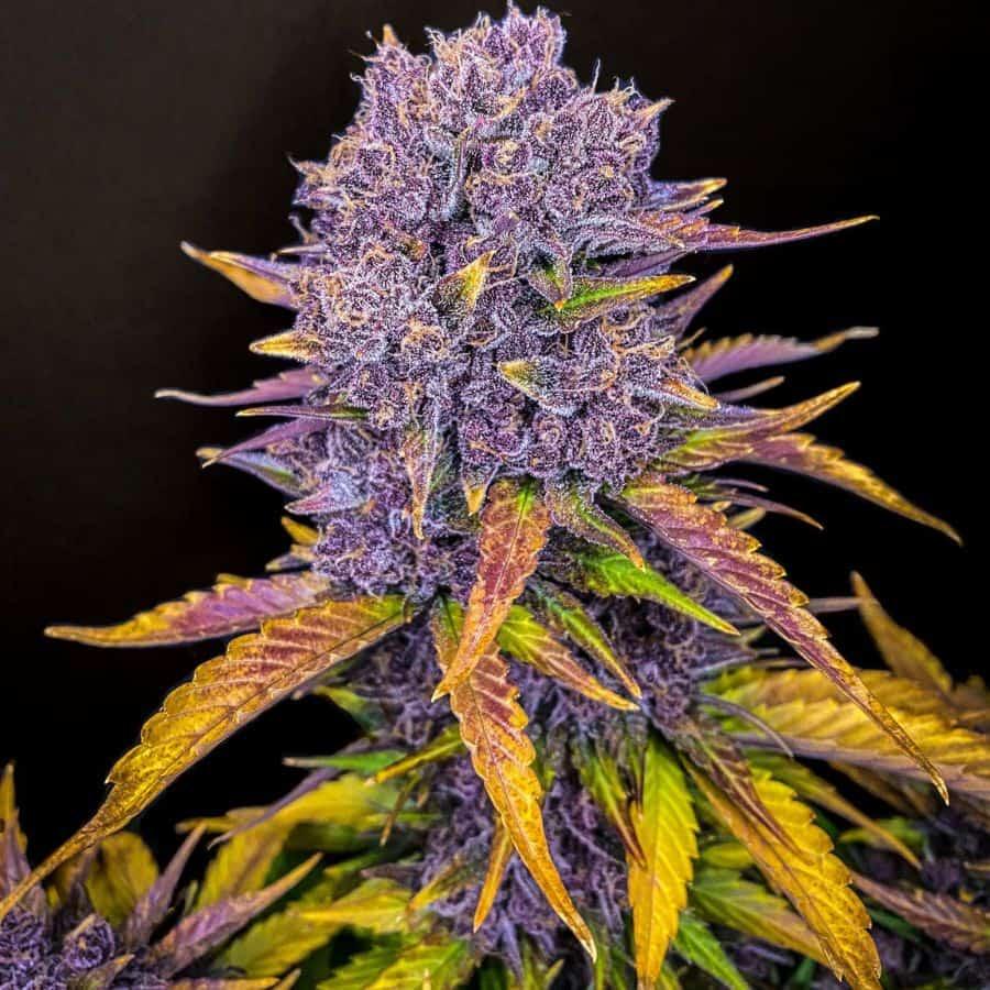 Reife Purple Lemonade Auto Blüte mit lila Kristallen und gelben sowie orangefarbenen Sugar Leaves