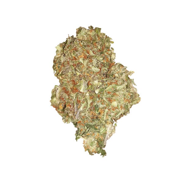 Getrocknete Auto Quick One Blüte mit orangefarbenen Härchen und dichten Trichomen