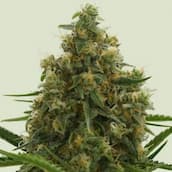 Reguläre Cannabis Samen mit hochwertigen Blüten im Detail. Ideal für den Anbau von starken und gesunden Pflanzen.