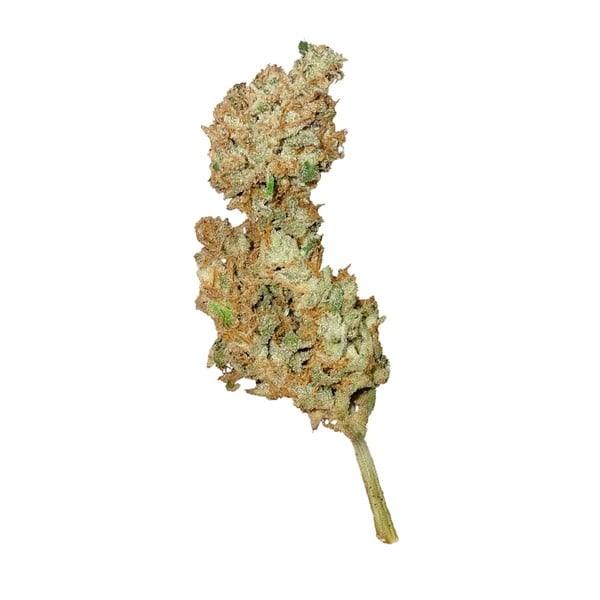Getrockneter Bud von Auto Sweet Creamatic mit kompakter Form und sichtbaren Trichomen