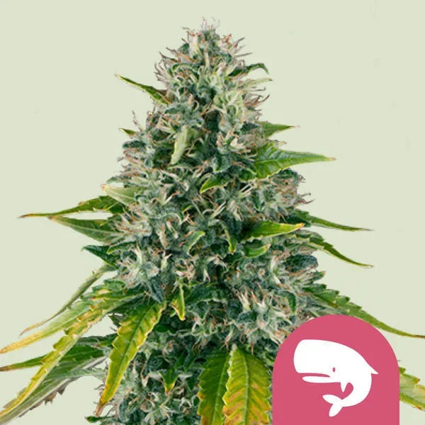Royal Moby Pflanze mit dichten, harzigen Buds und spitzen Zuckerblättern auf hellem Hintergrund und Wal-Symbol unten rechts.