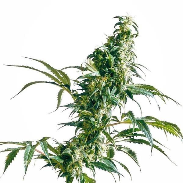 Die mexikanische Sativa Pflanze zeigt eine kräftige Blüte, die von zahlreichen Blättern umgeben ist, mit leuchtend grünen Trichomen.