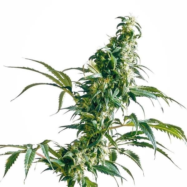 Schlanker Blütenstand der Sorte Mexican Sativa mit langen, schmalen Blättern und harzbedeckten Buds auf weißem Hintergrund.
