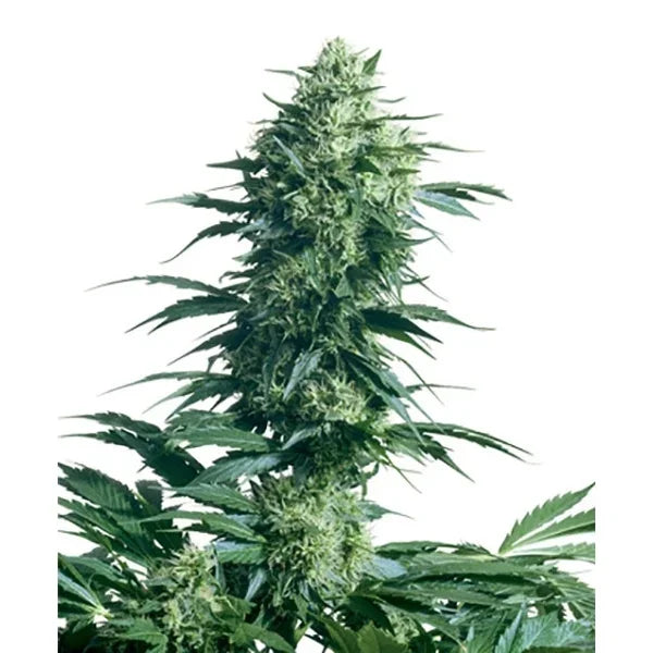 Üppige Hauptblüte der Sorte Mother's Finest mit harzigen Buds, dichten Blütenkelchen und kräftig gezackten Blättern.