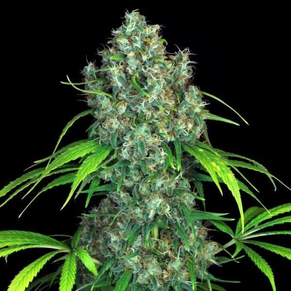 Kompakte Double Dutch Cannabispflanze mit harzigen, dicht bepackten Buds und leuchtend grünen Zuckerblättern.