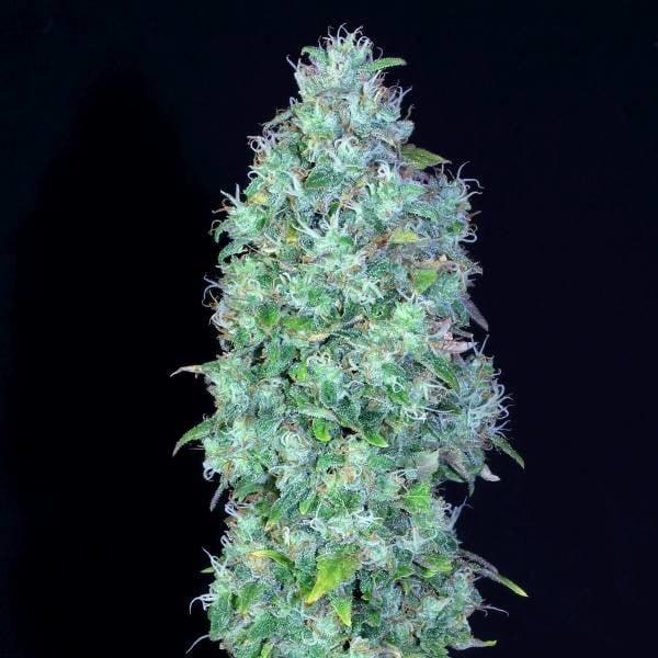 Kompakte, harzbedeckte Cannabisblüte der Sorte Serious Happiness mit dichten Buds und orangefarbenen Blütenhärchen.