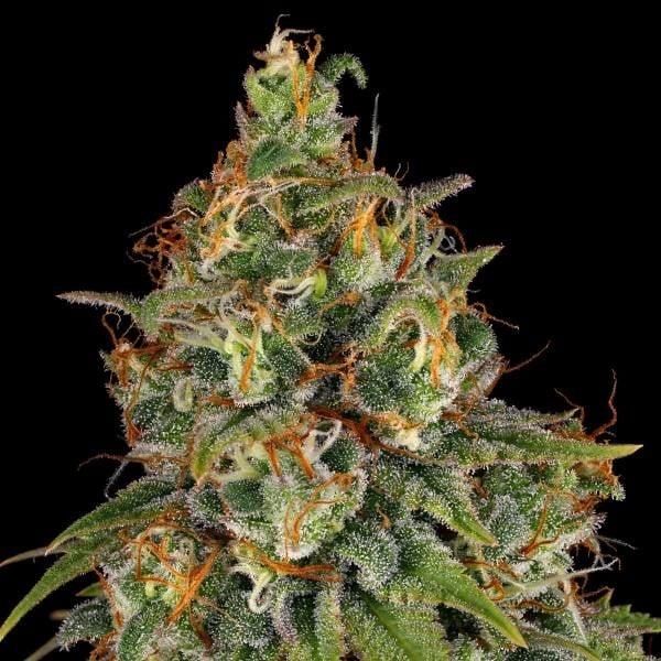 Nahaufnahme einer dichten, harzigen Strawberry Akeil Blüte mit leuchtend orangefarbenen Härchen und frostigen Trichomen.