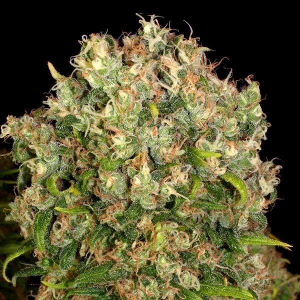 Nahaufnahme der harzigen Warlock-Blüte mit dichten Buds, orangefarbenen Härchen und kristallartigen Trichomen.