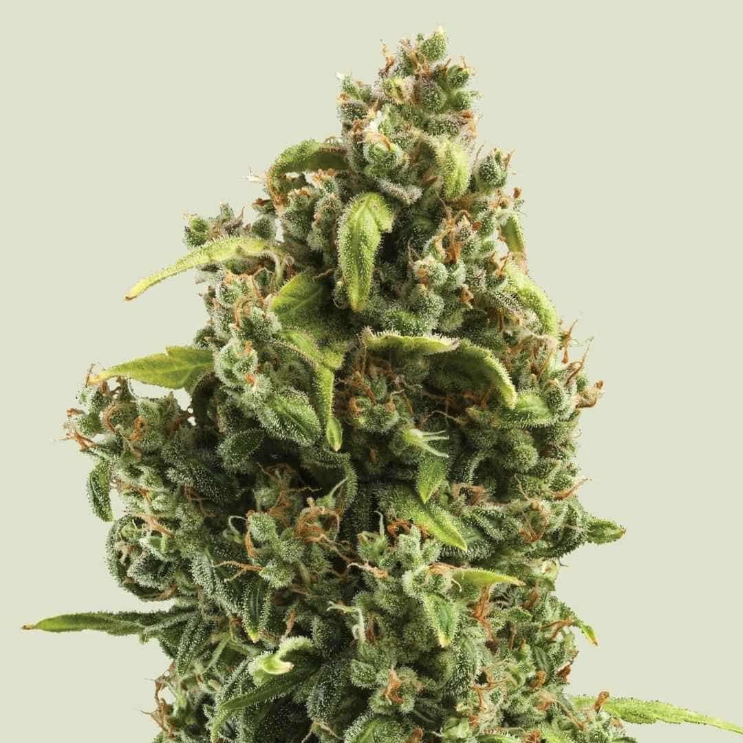 Einzelne, kompakte Sour Diesel Bud mit vielen Kristallen und leuchtend grünen Blättern