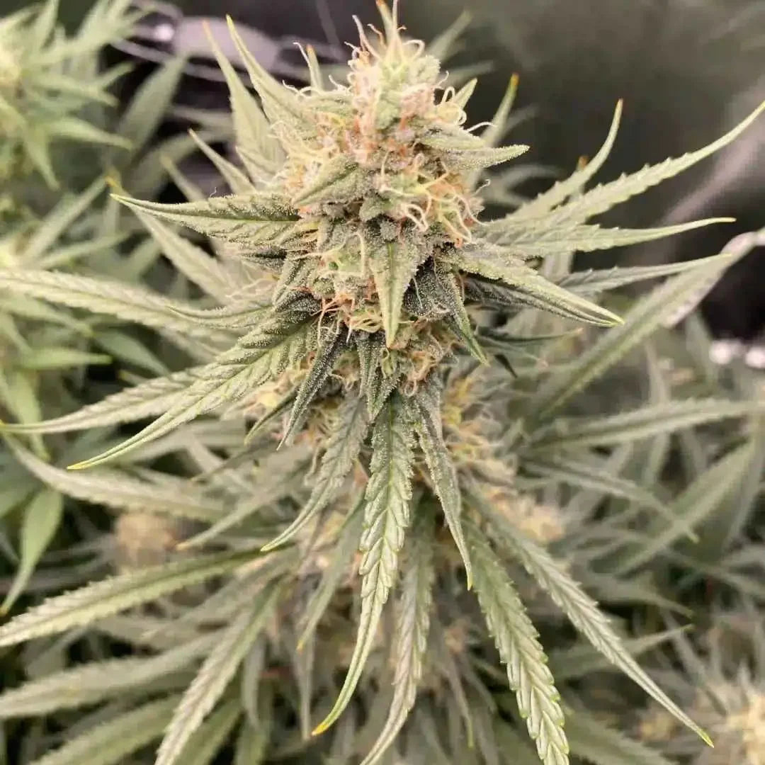 Nahaufnahme einer Sour Diesel Blüte mit sichtbaren Trichomen und orangefarbenen Härchen