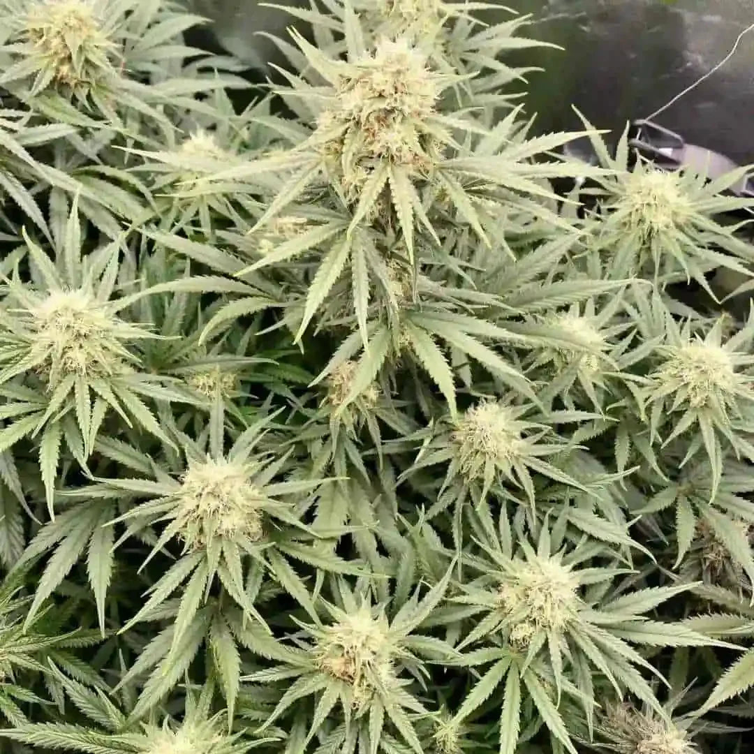 Üppig gewachsene Sour Diesel Pflanzen in voller Blüte mit dichter Harzbildung