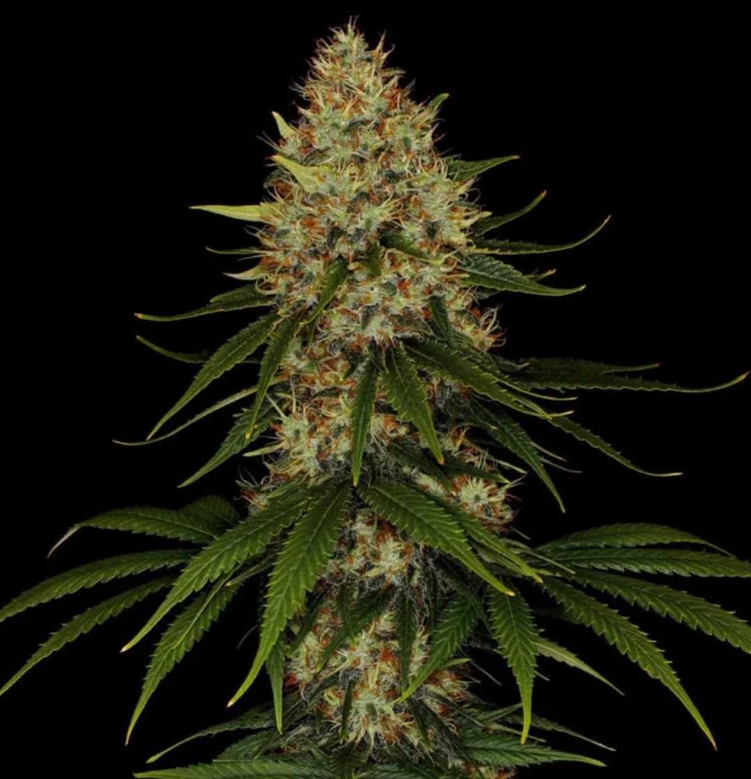 Schlanker, hochgewachsener Space Cookies Headbud mit dichten Blüten und gespreizten Fächerblättern vor schwarzem Hintergrund.