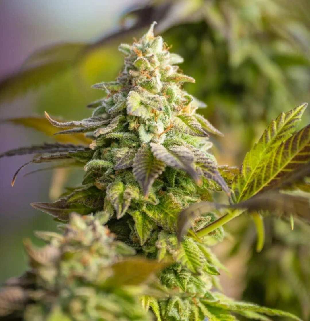 Special Queen 1 Blüte im Freien mit vielen weißen Harzdrüsen auf grünen und lilafarbenen Blättern