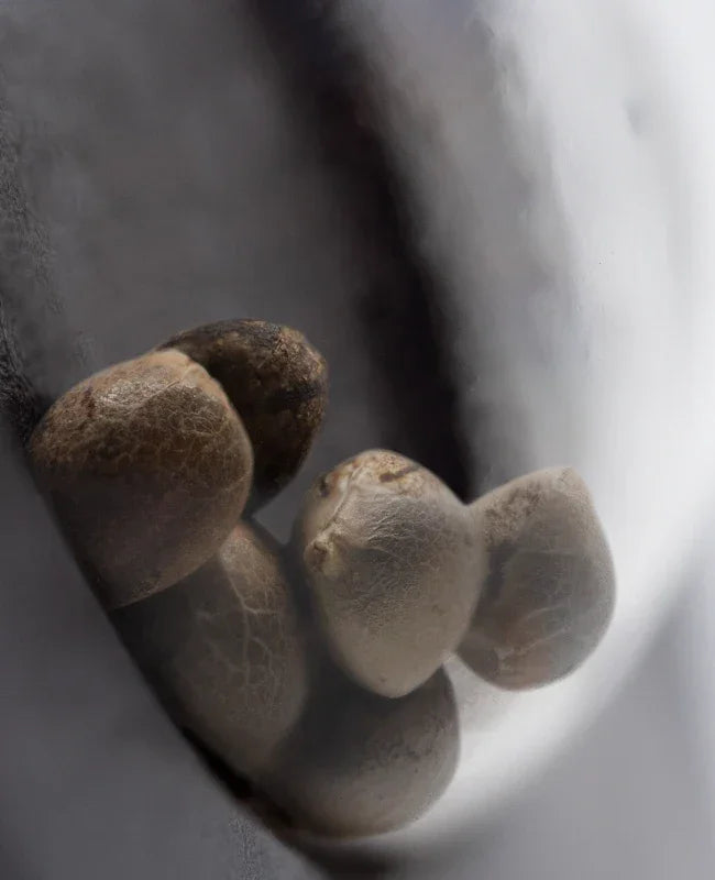 Nahaufnahme mehrerer Sticky Orange Automatic XXL Hanfsamen mit harter, gesprenkelter Schale.