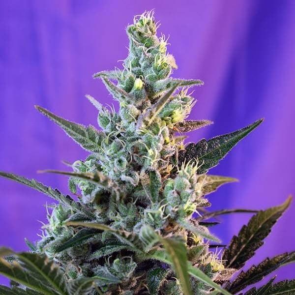 Kompakte Sweet Skunk - F1 Fast Version mit harzreichen Buds und dichten Trichomen vor violettem Hintergrund.