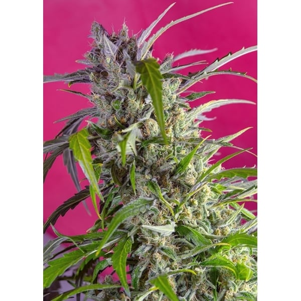 Dicht mit Harz überzogene Crystal Candy Auto Blüte vor pinkem Hintergrund mit leuchtend grünen, gezackten Blättern.