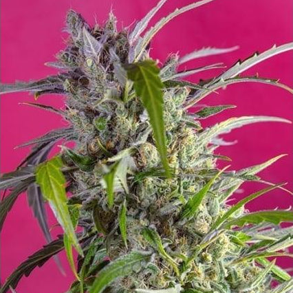 Dicht mit Harz überzogene Crystal Candy Auto Blüte vor pinkem Hintergrund mit leuchtend grünen, gezackten Blättern.