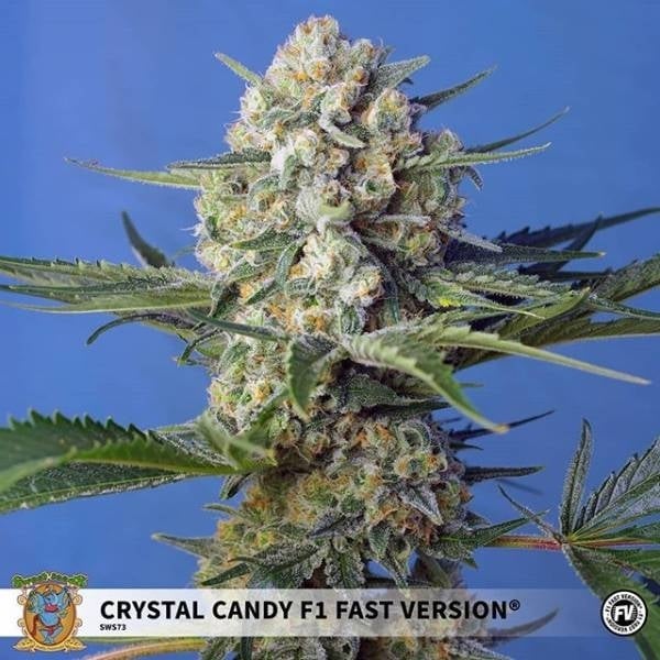 Harzige Crystal Candy F1 Fast Version Blüte mit dichten Buds und frostigen Trichomen vor blauem Hintergrund
