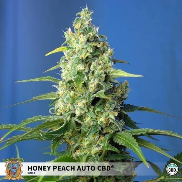 Kompakte Honey Peach Auto CBD Blüte mit dichten Harzschichten vor blauem Hintergrund