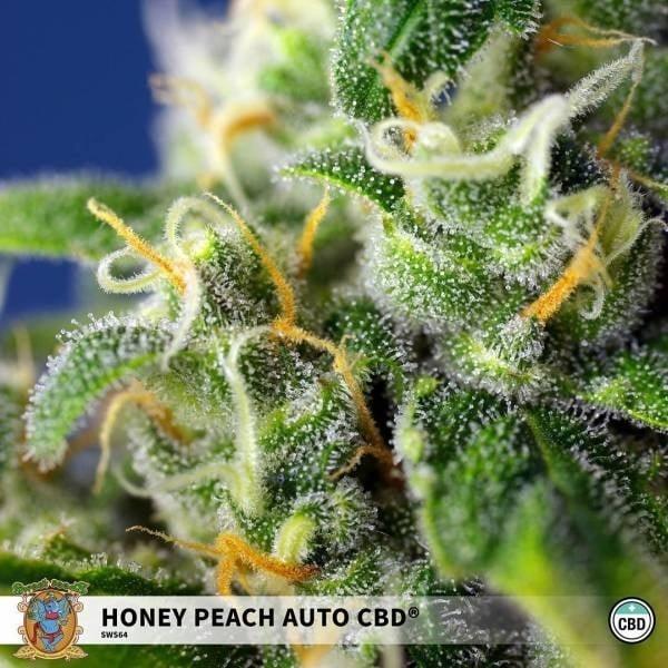 Nahaufnahme der Honey Peach Auto CBD mit orangenen Fäden und glitzernden Trichomen