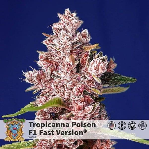 Nahaufnahme einer mit Harz überzogenen Tropicanna Poison – F1 Fast Version Blüte mit rosa-violetten Tönen vor blauem Hintergrund.