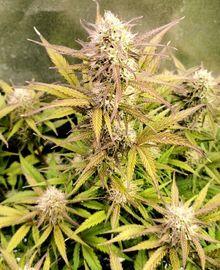 Auto Sweet ZZ in voller Blüte mit gelblich-violetten Blättern unter Indoor-Licht