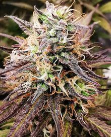 Auto Sweet ZZ Pflanze mit stark verzuckerten Buds und violetten Blattspitzen